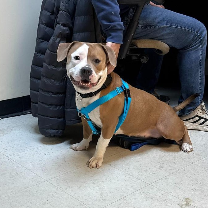 Libby, a ADOPTABLE Mixed Breed in Chester, PA image 3/5