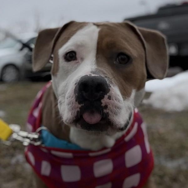 Enlarge Libby, a ADOPTABLE Mixed Breed in Philadelphia, PA image 1/6
