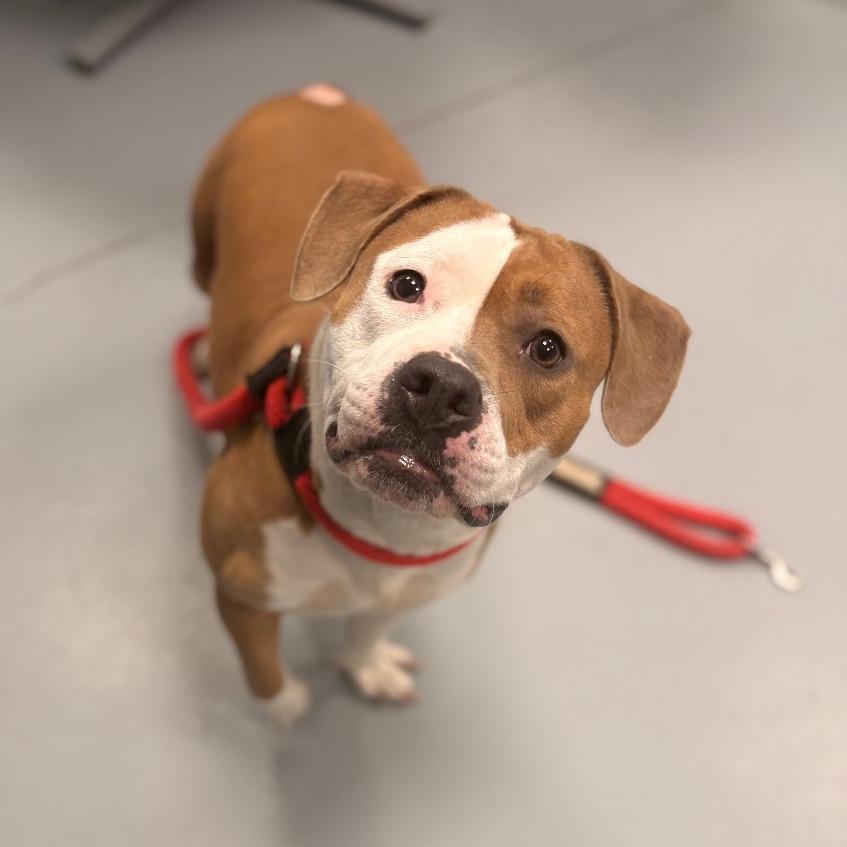 Libby, ADOPTABLE, Adult Female Mixed Breed.