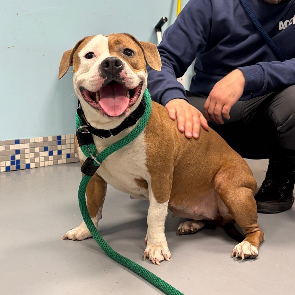 Libby, a ADOPTABLE Mixed Breed in Chester, PA image 2/5