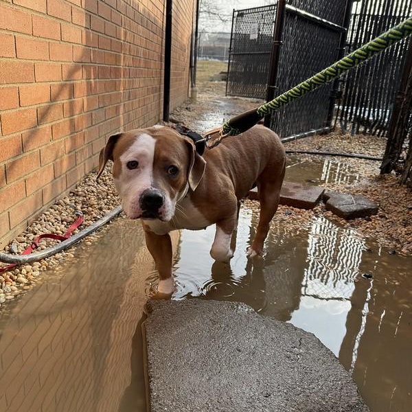 Libby, a ADOPTABLE Mixed Breed in Chester, PA image 4/5