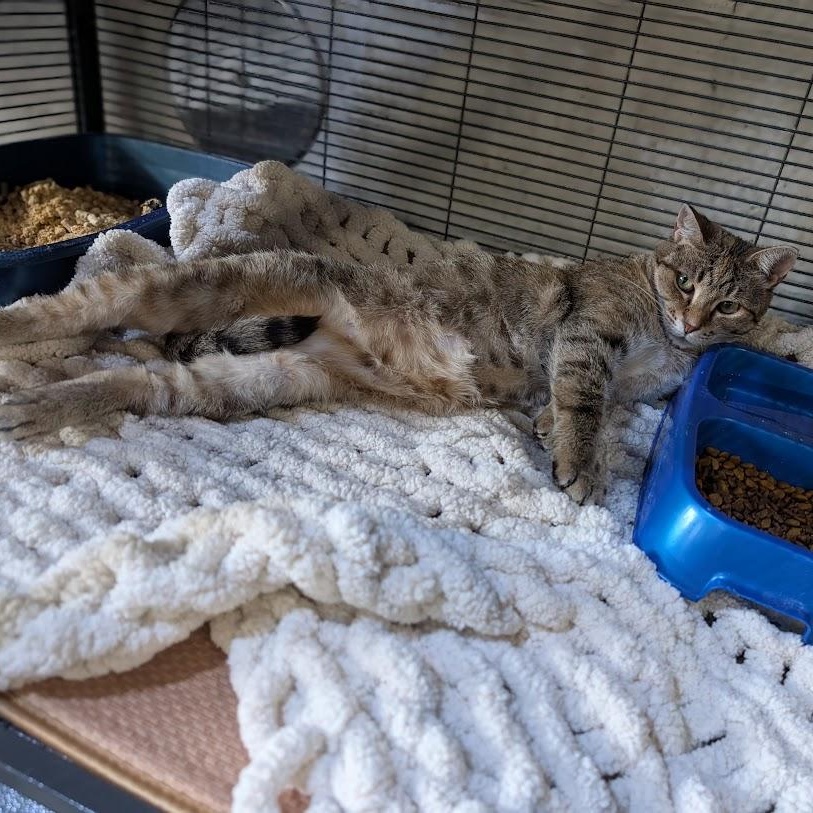 Enlarge Glitch, a Adoptable Tabby in Alma, MI image 2/2