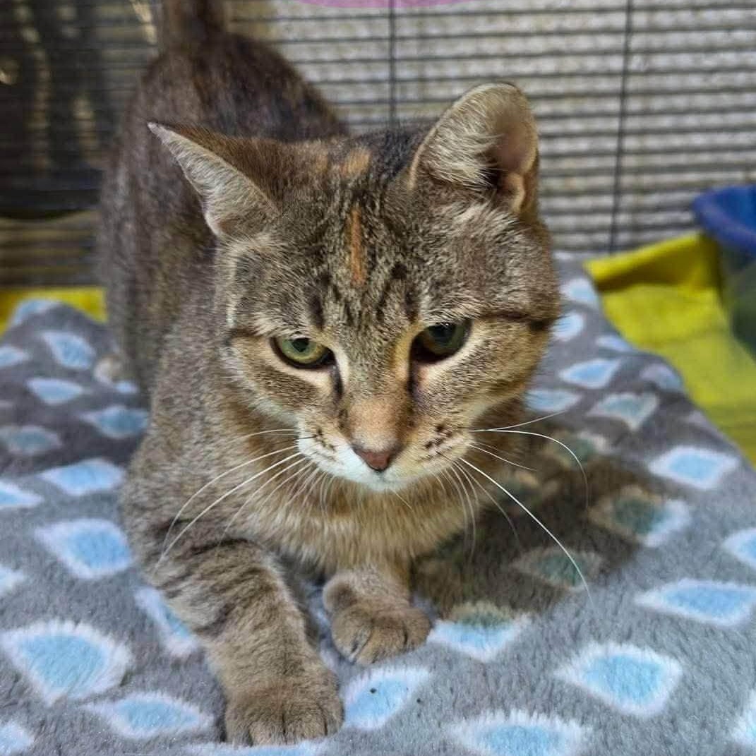 Glitch, Adoptable, Adult Female Tabby.