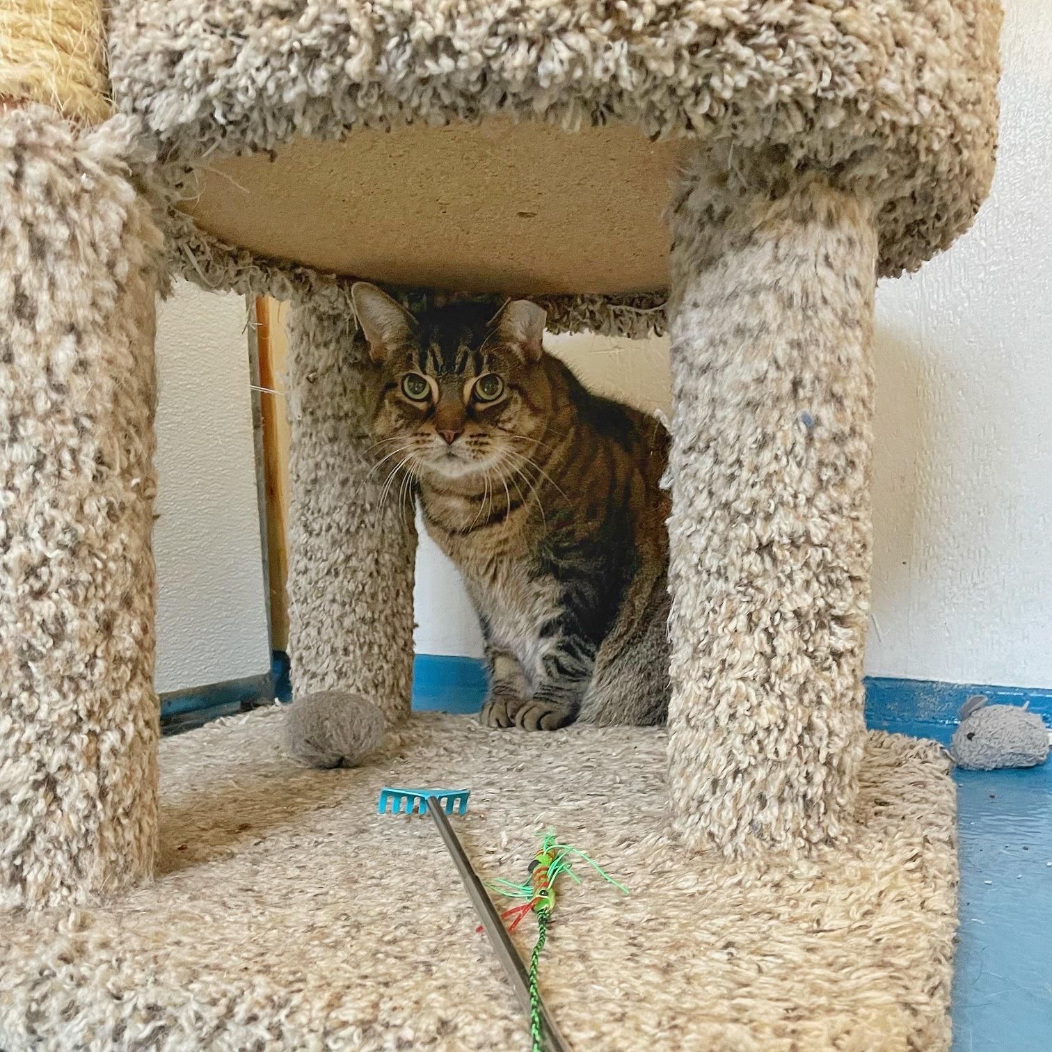 Enlarge Scooter, a Adoptable Domestic Short Hair in Toronto, ON image 3/6