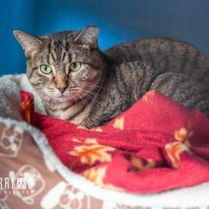Enlarge Scooter, a Adoptable Domestic Short Hair in Toronto, ON image 5/6