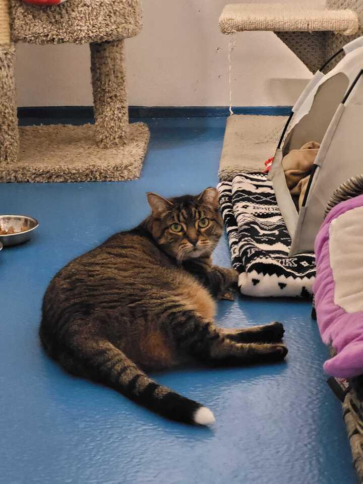 Enlarge Scooter, a Adoptable Domestic Short Hair in Toronto, ON image 4/6