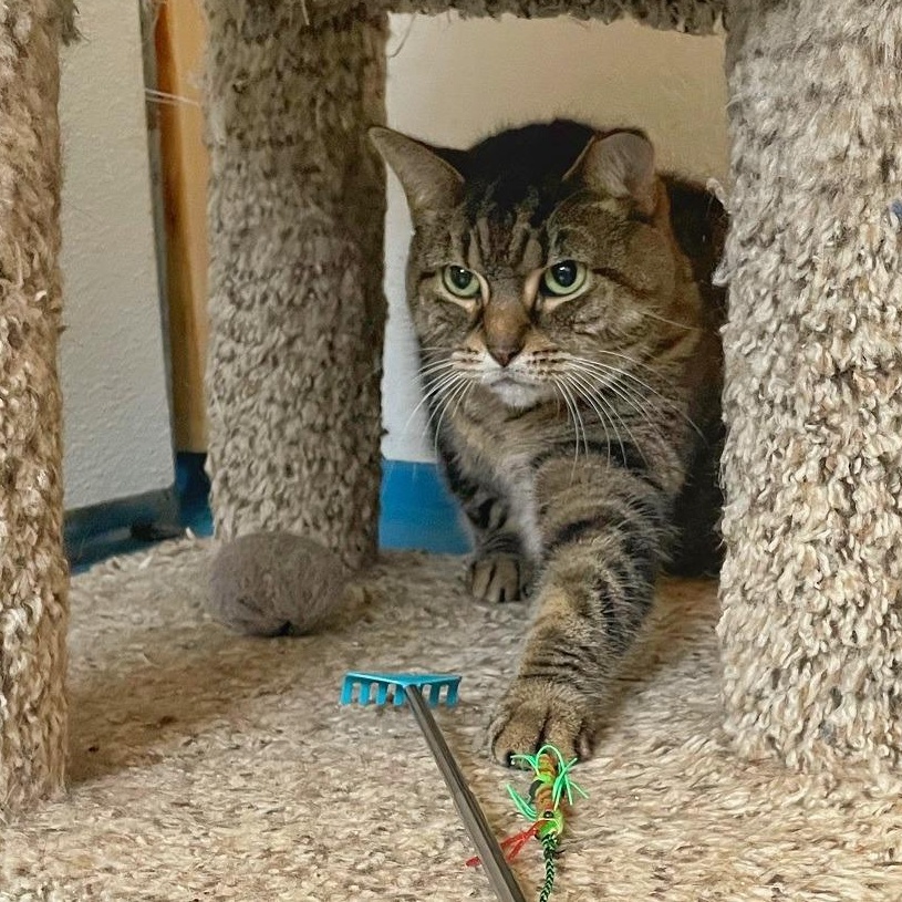 Enlarge Scooter, a Adoptable Domestic Short Hair in Toronto, ON image 1/6