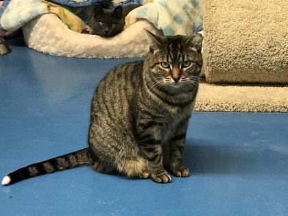 Enlarge Scooter, a Adoptable Domestic Short Hair in Toronto, ON image 6/6
