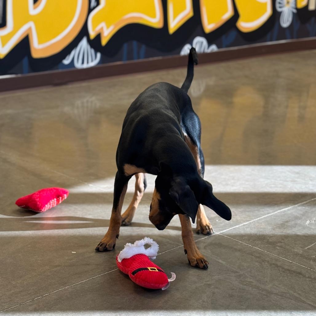 Daisy, Adoptable, Young Female Doberman Pinscher & Mixed Breed.