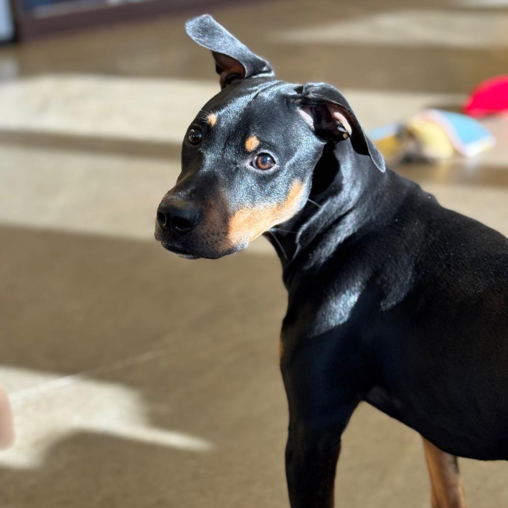 Daisy, a Adoptable mixed breed in Mankato, MN image 2/6