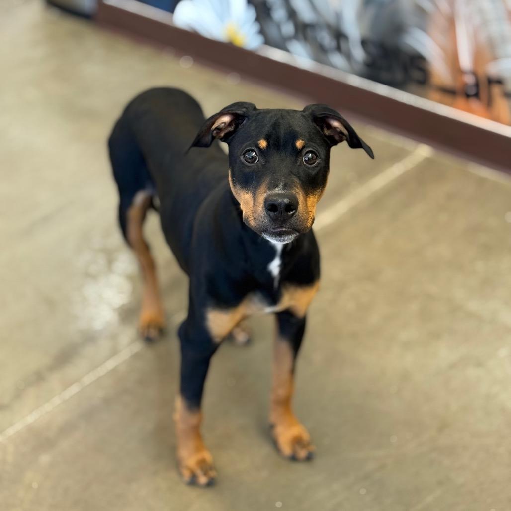 Daisy, a Adoptable mixed breed in Mankato, MN image 3/6