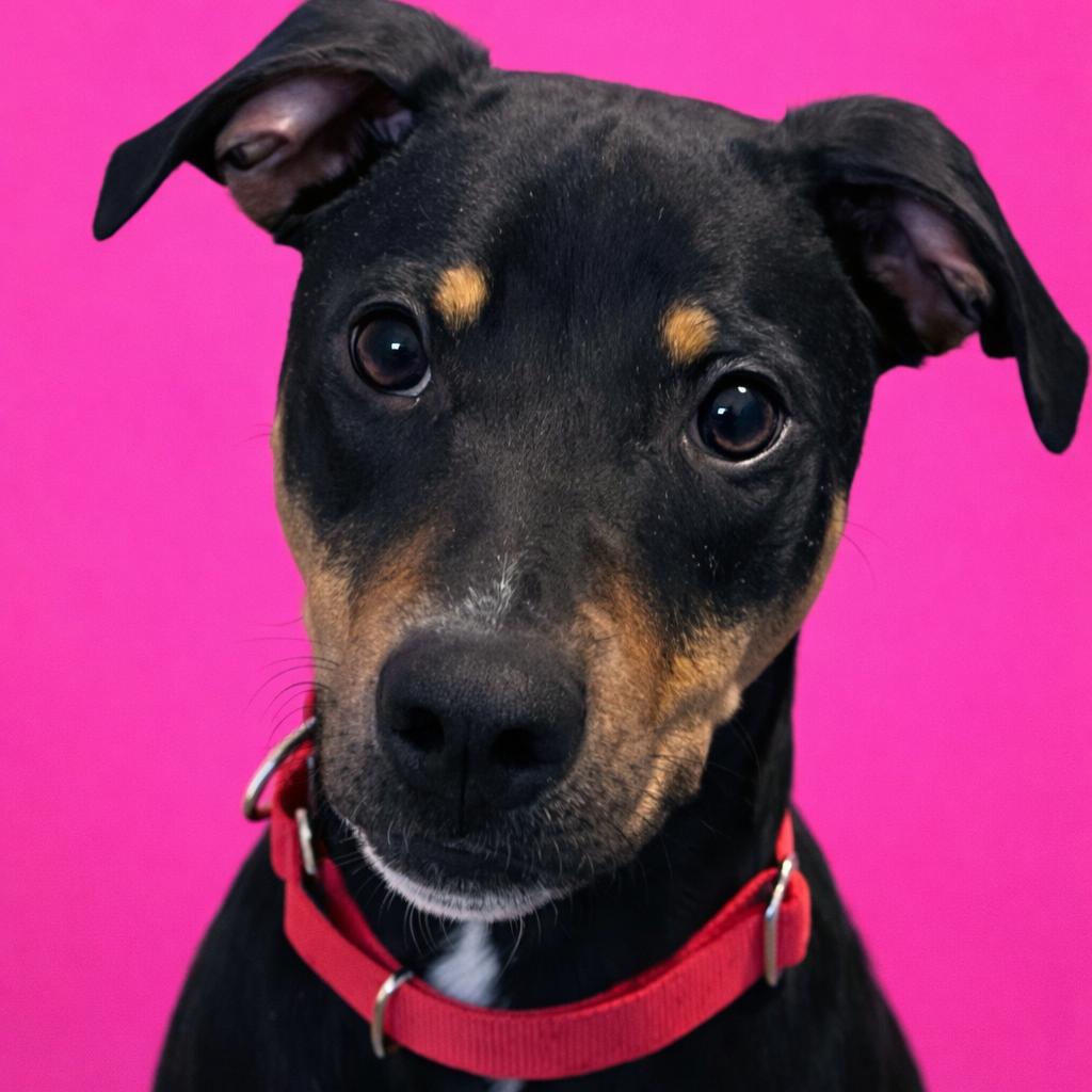 Daisy, a Adoptable mixed breed in Mankato, MN image 4/6