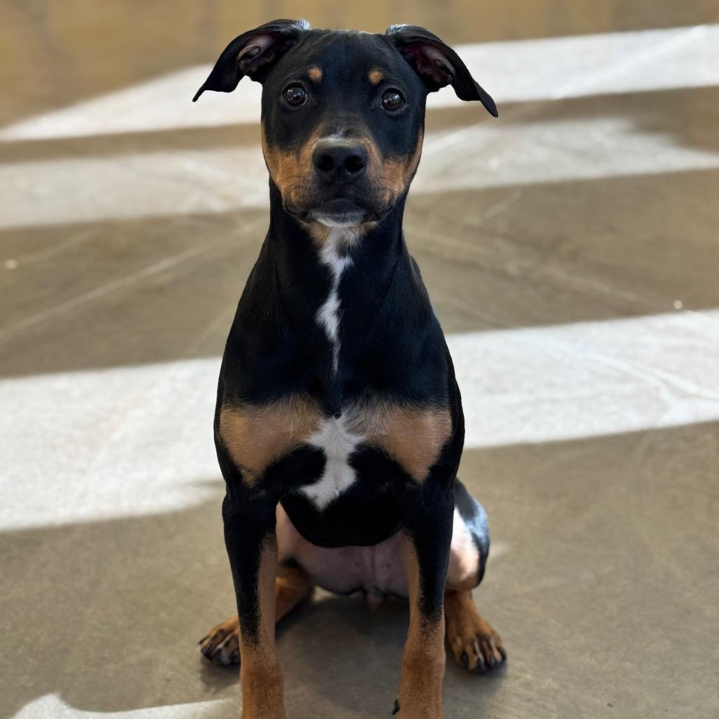 Daisy, a Adoptable mixed breed in Mankato, MN image 5/6