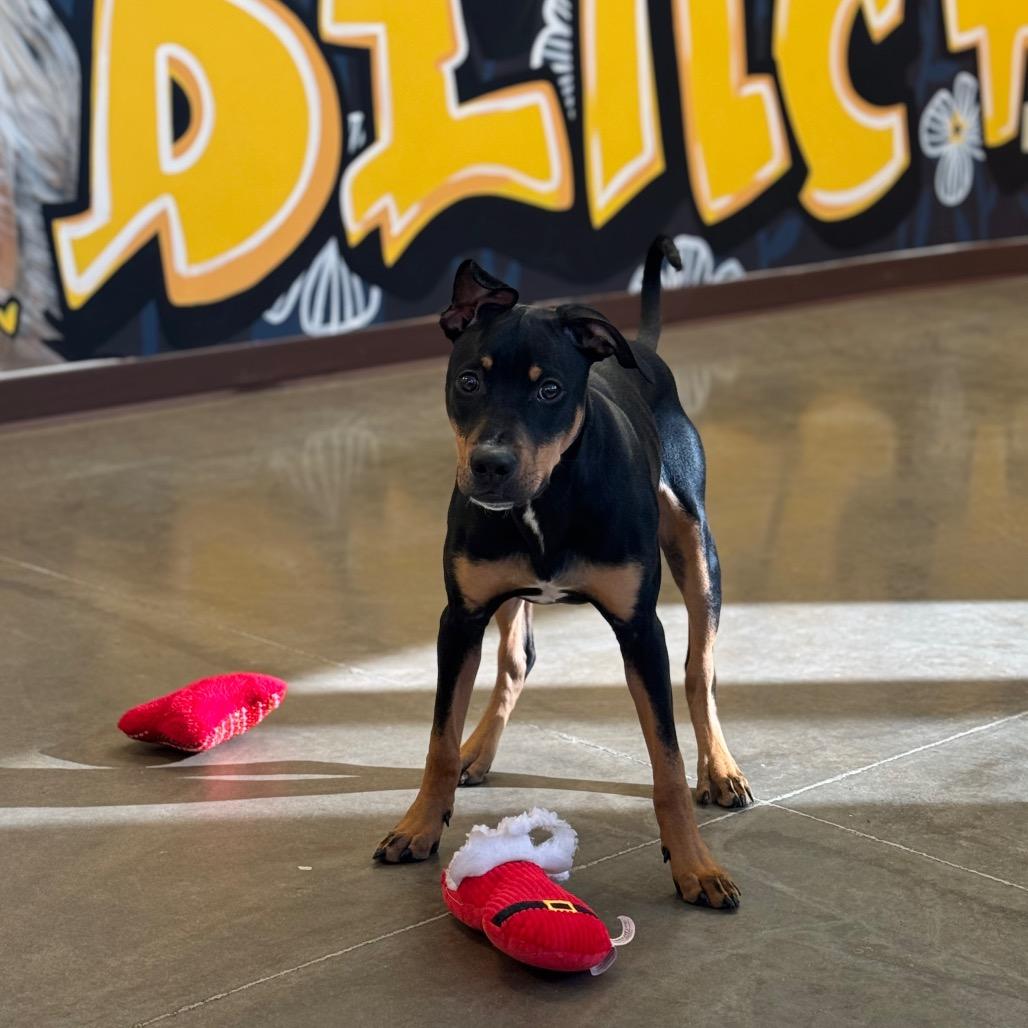 Daisy, a Adoptable mixed breed in Mankato, MN image 6/6