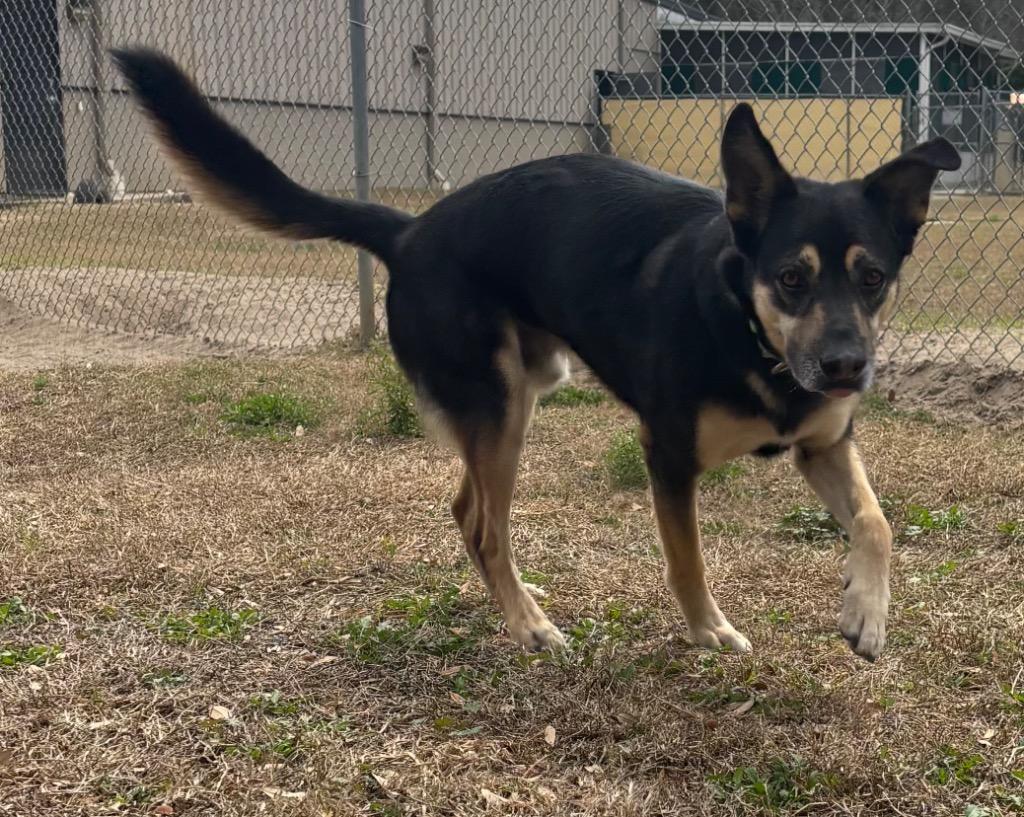 Kobe, Adoptable, Adult Male Mixed Breed.