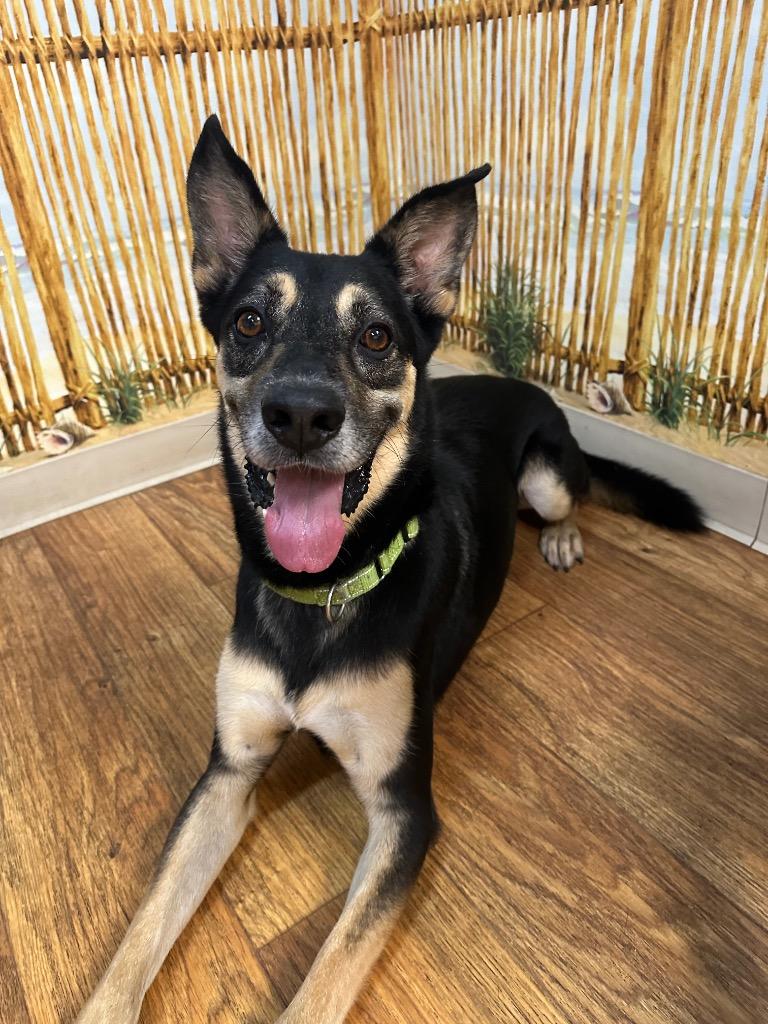 Enlarge Kobe, a Adoptable Mixed Breed in Ocala, FL image 2/3