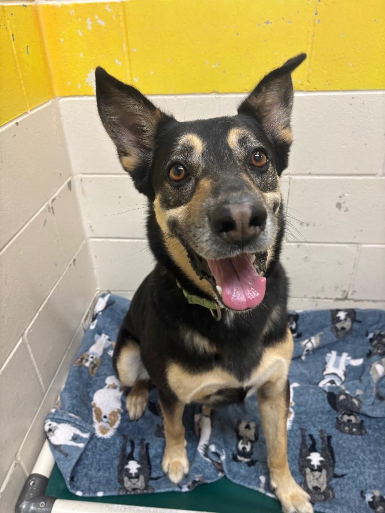 Enlarge Kobe, a Adoptable Mixed Breed in Ocala, FL image 2/2
