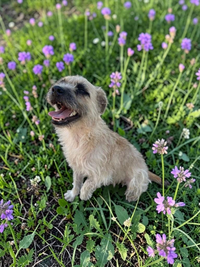 Margo, Adoptable, Young Female Border Terrier & Cairn Terrier.