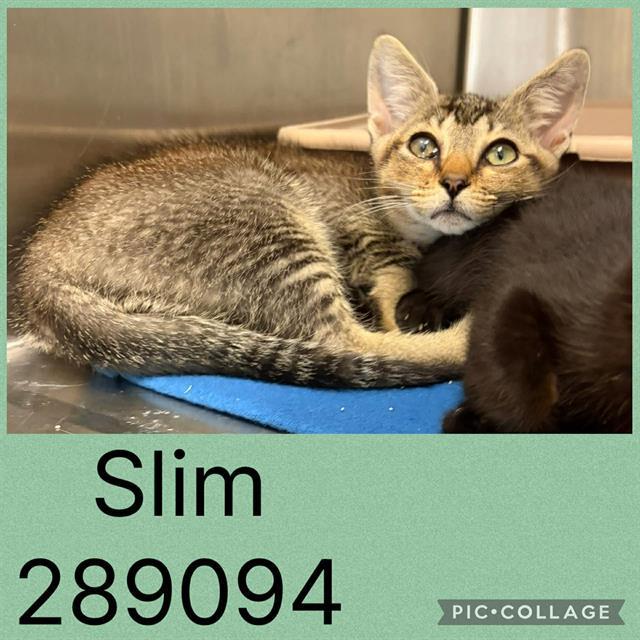 Enlarge SLIM, a Adoptable Domestic Short Hair in Macon, GA image 1/1