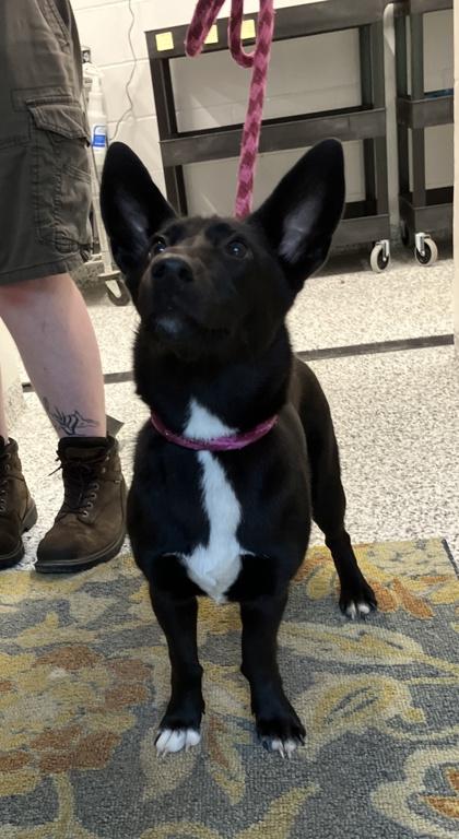 Shorty, Adoptable, Adult Female Cardigan Welsh Corgi & Mixed Breed.