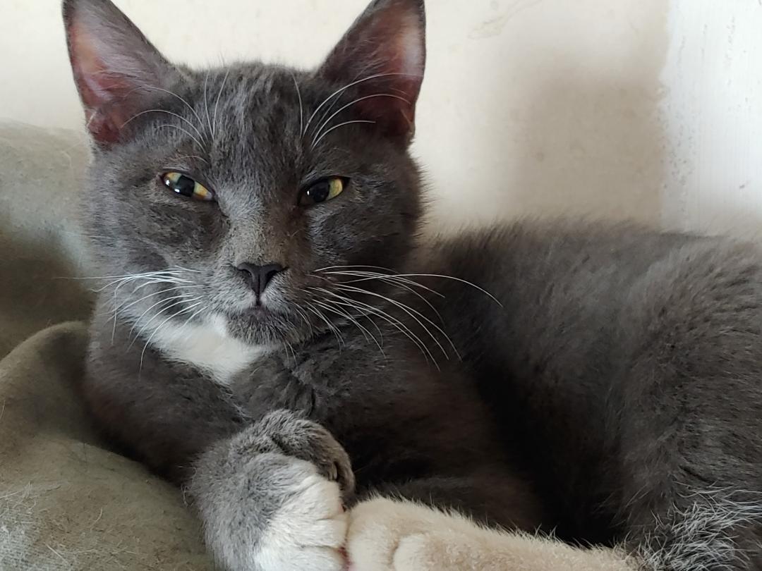 Pauly, an adopted mixed breed in Pasco, WA image 2/2