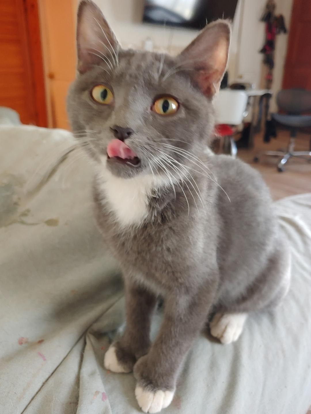 Pauly, an adopted mixed breed in Pasco, WA image 1/2