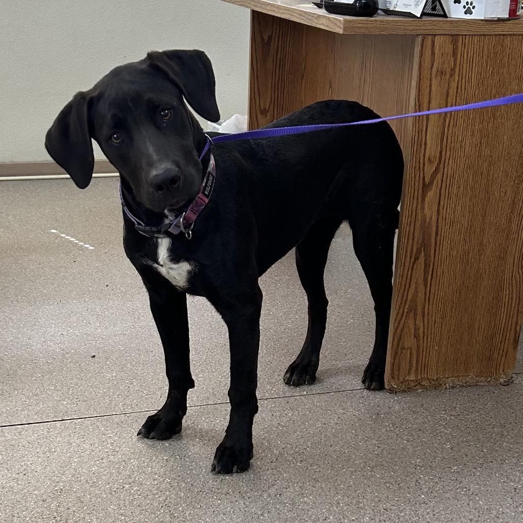 Enlarge Daphne, a ADOPTABLE mixed breed in Fallon, NV image 2/2