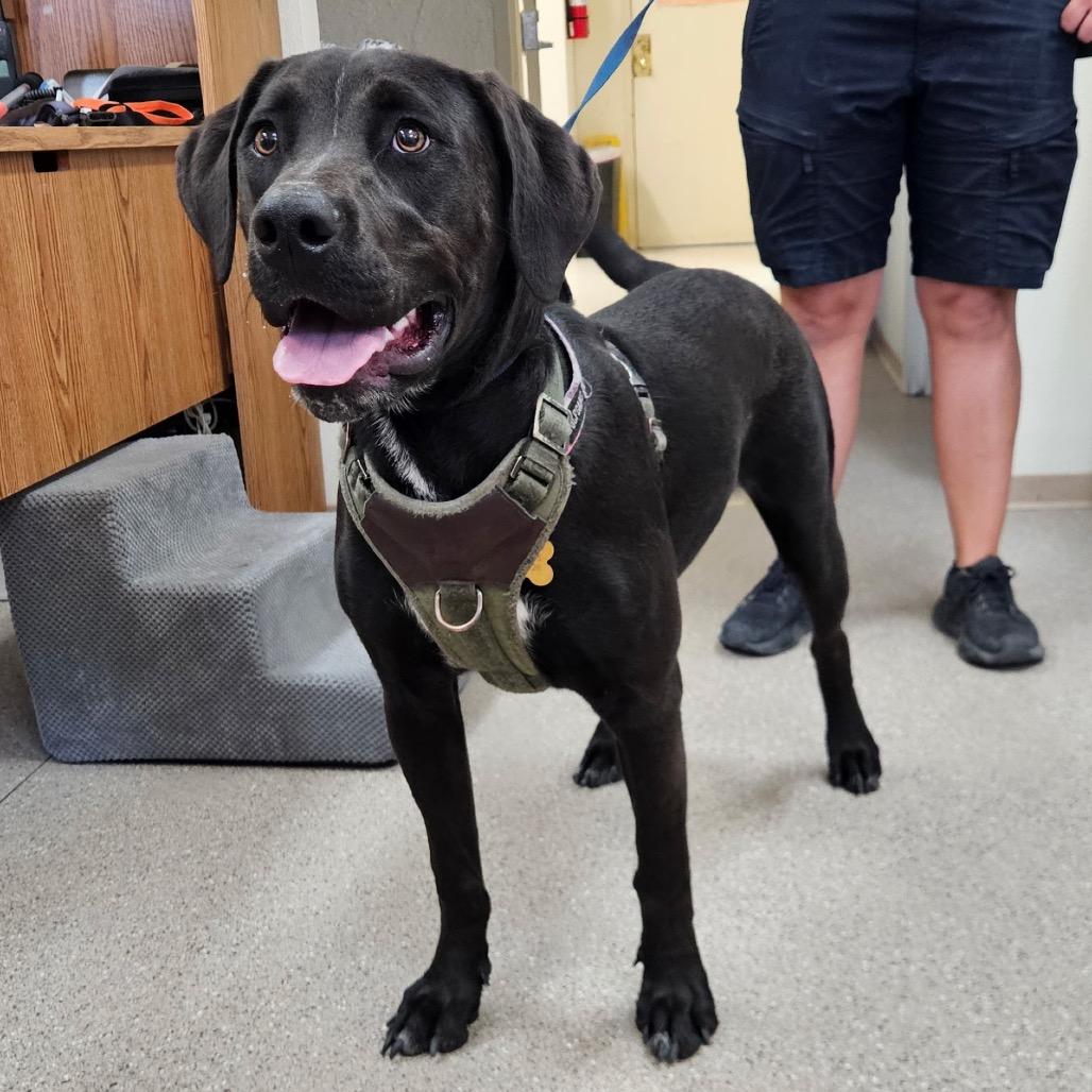 Daphne, ADOPTABLE, Young Female Black Labrador Retriever.