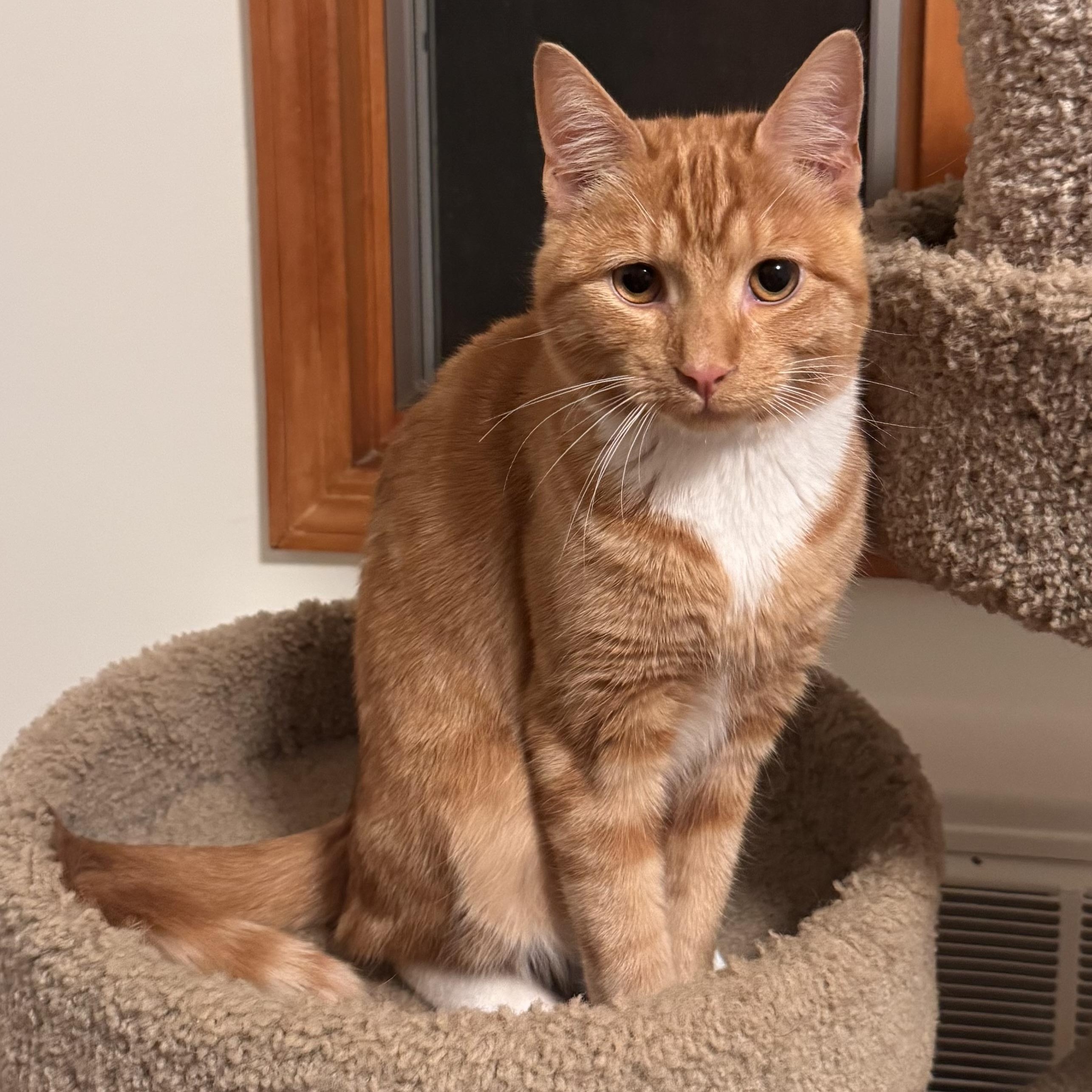 Enlarge Cooper, an adopted Tabby in East Northport, NY image 2/5