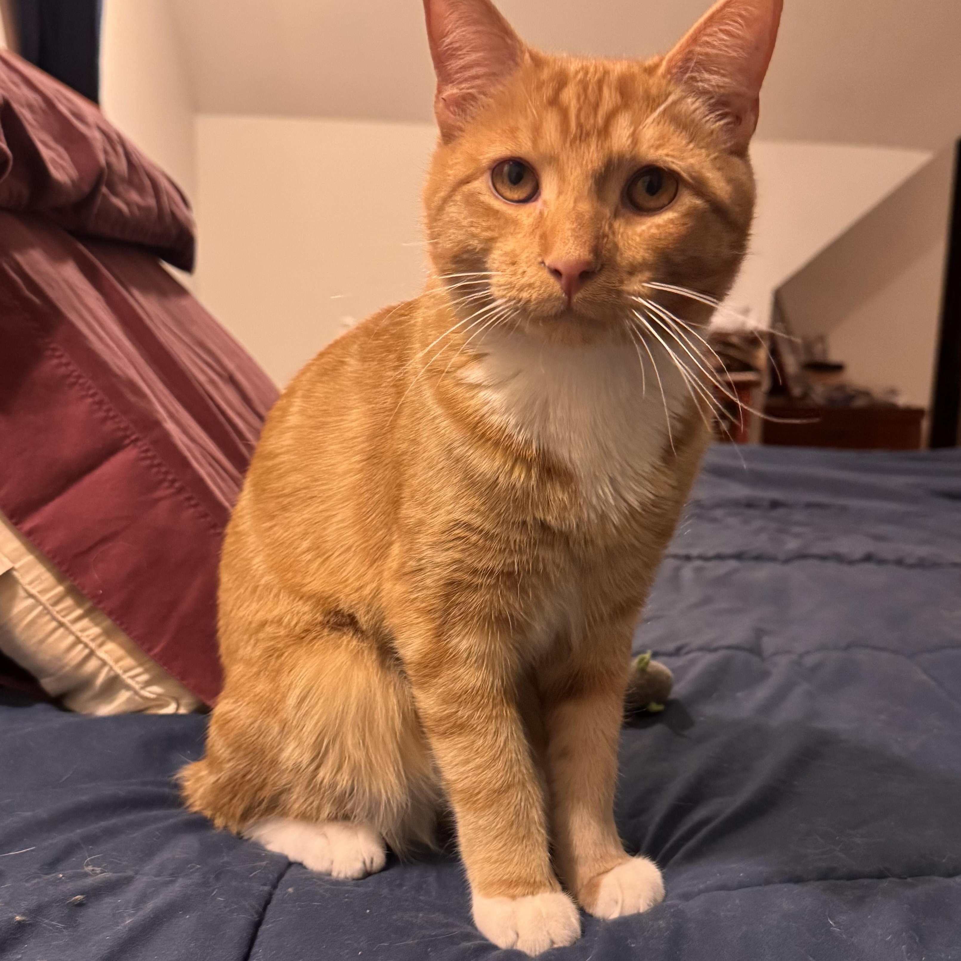 Enlarge Cooper, an adopted Tabby in East Northport, NY image 4/5