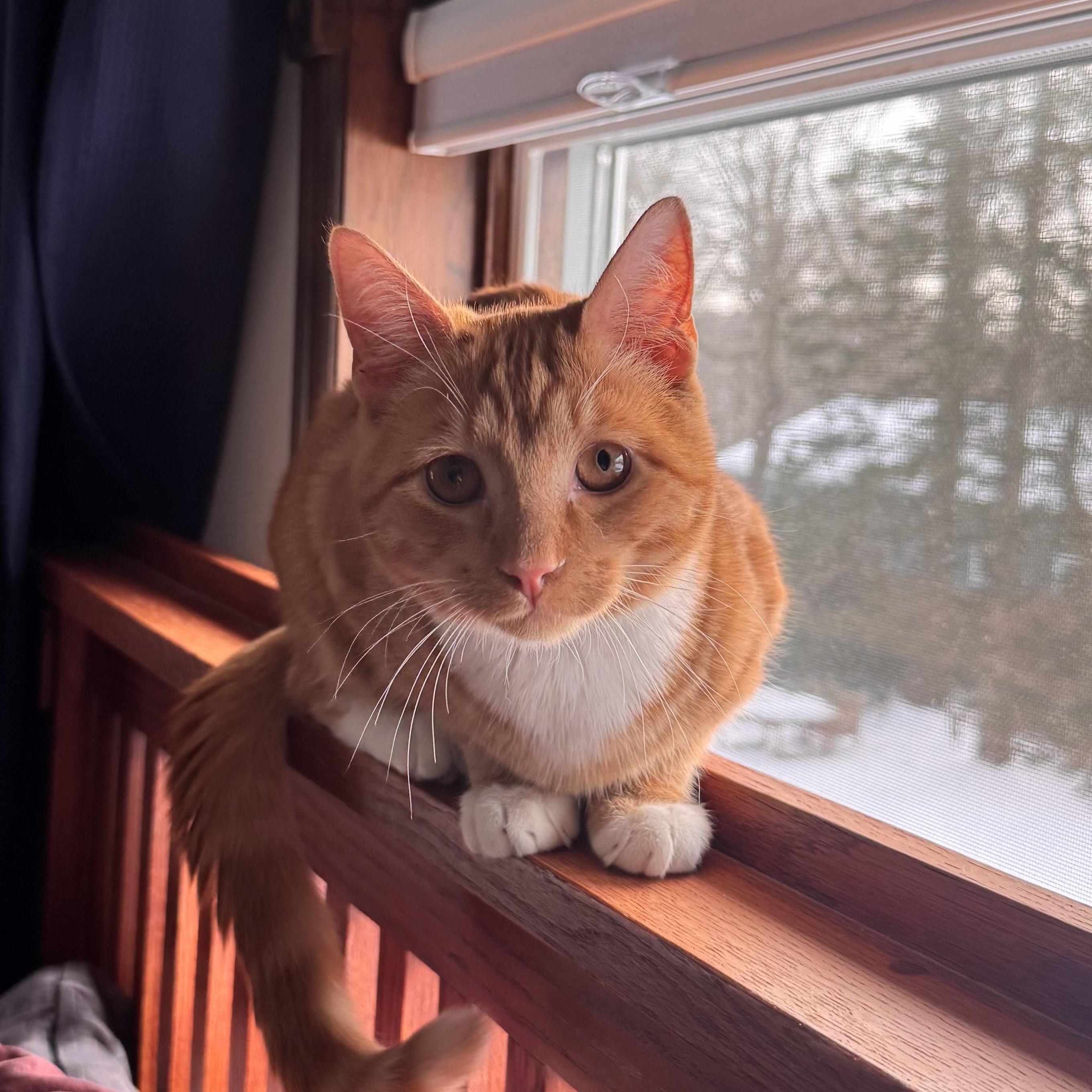 Enlarge Cooper, an adopted Tabby in East Northport, NY image 1/5