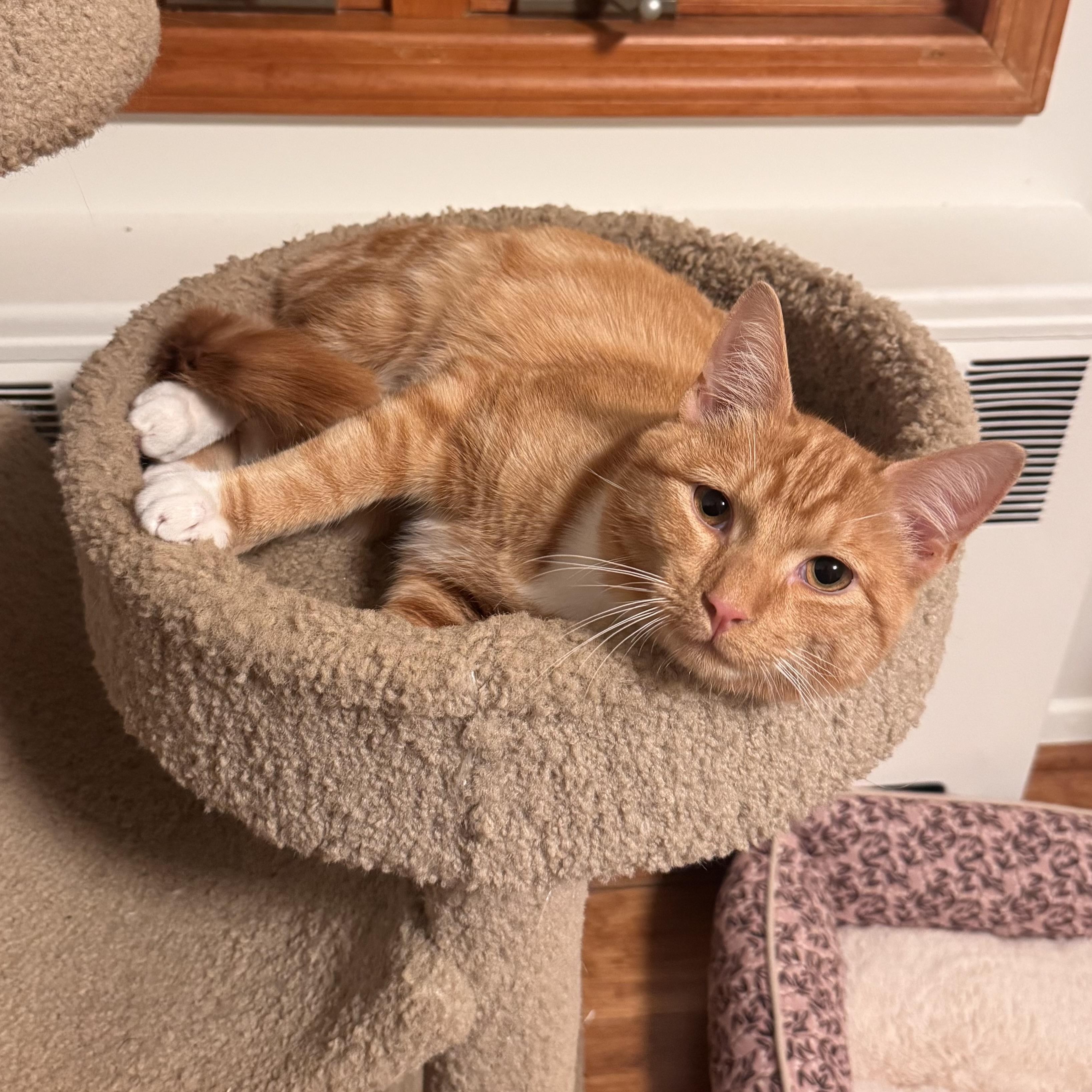 Enlarge Cooper, an adopted Tabby in East Northport, NY image 3/5