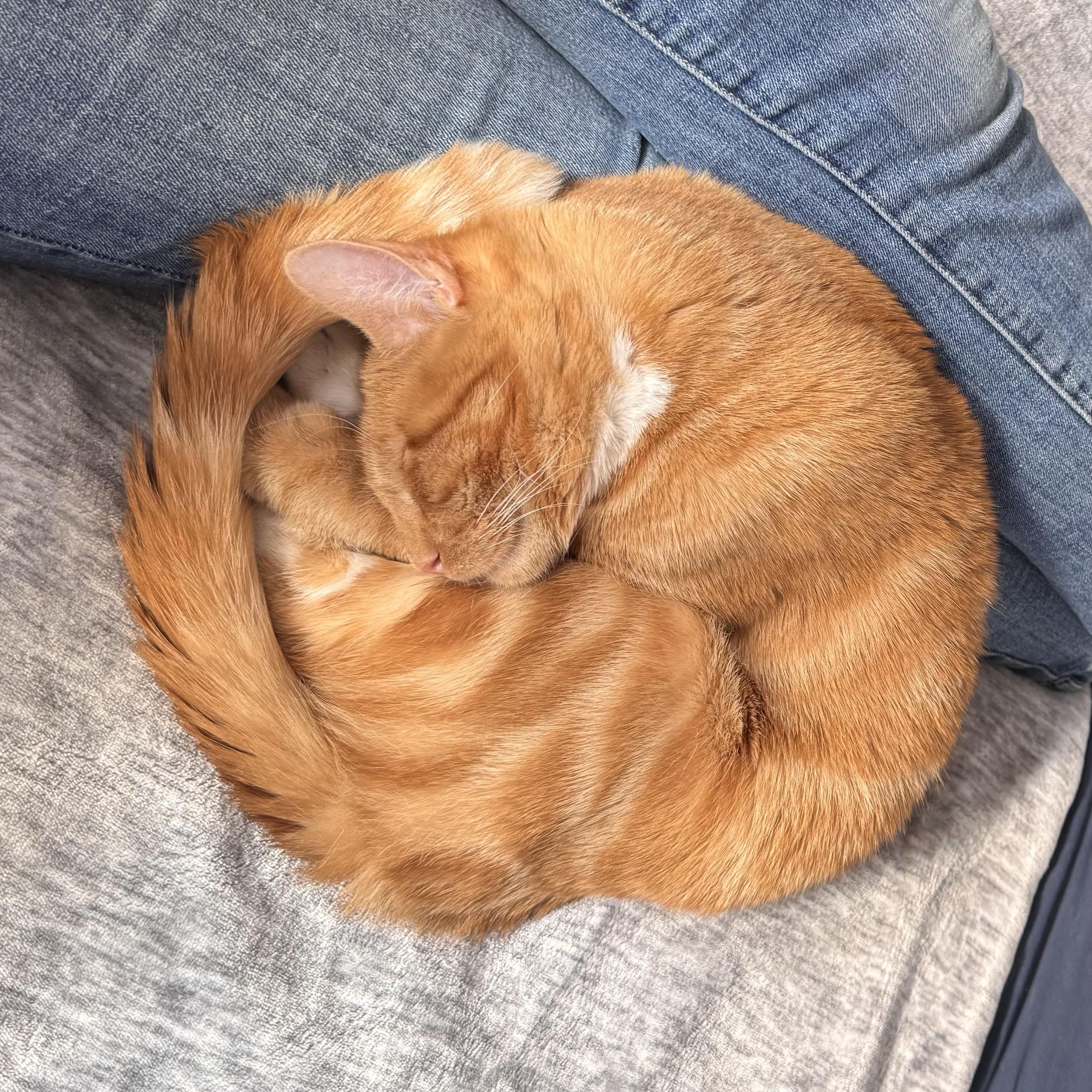 Enlarge Cooper, an adopted Tabby in East Northport, NY image 5/5