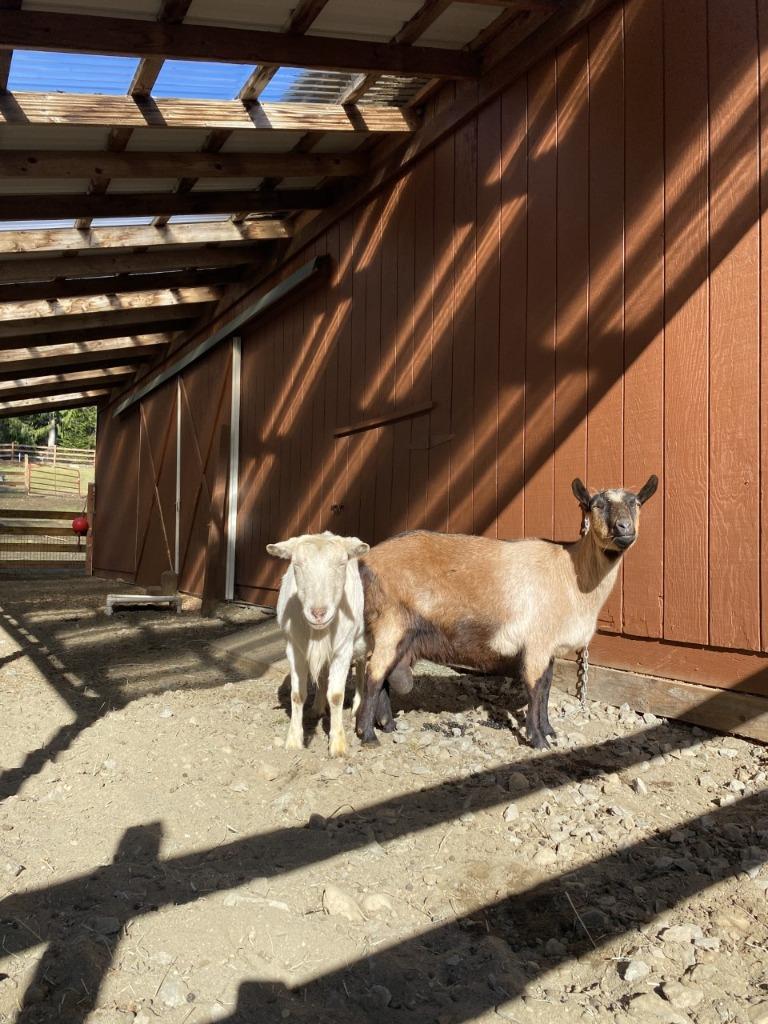 Enlarge Delilah, a Adoptable Goat in Sultan, WA image 3/5