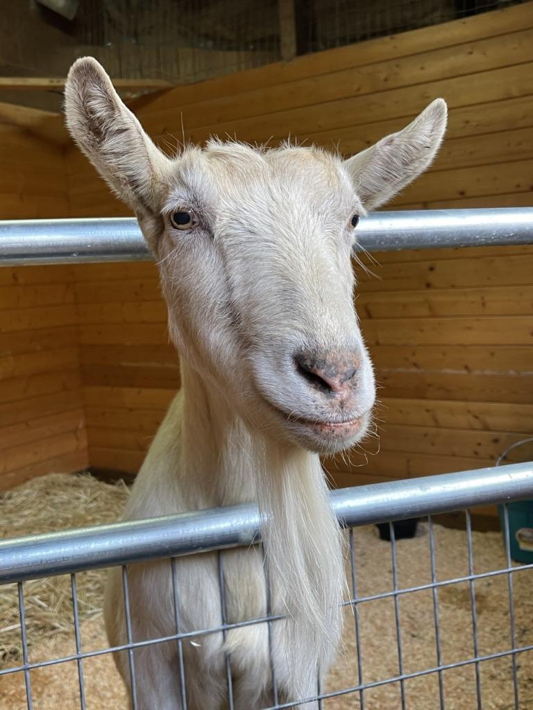 Enlarge Delilah, a Adoptable Goat in Sultan, WA image 4/5