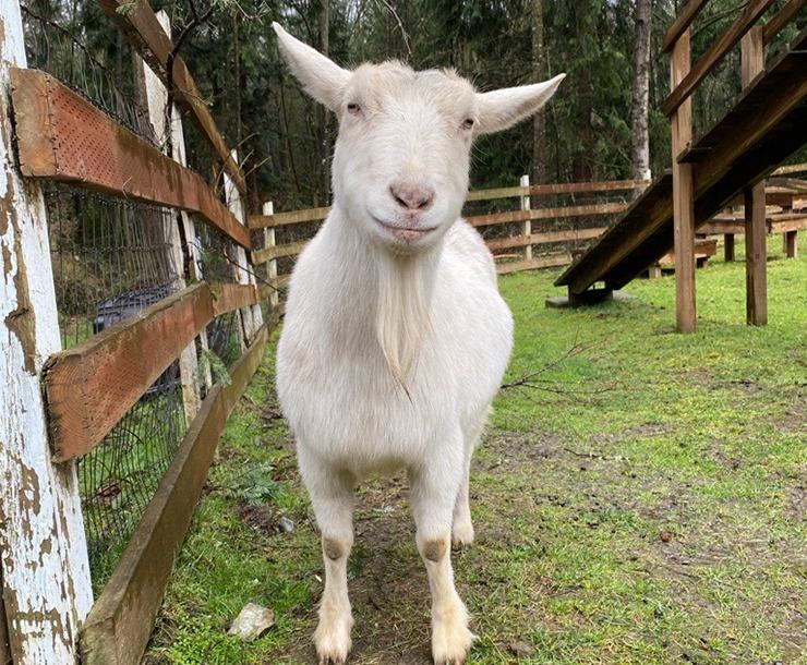 Enlarge Delilah, a Adoptable Goat in Sultan, WA image 5/5