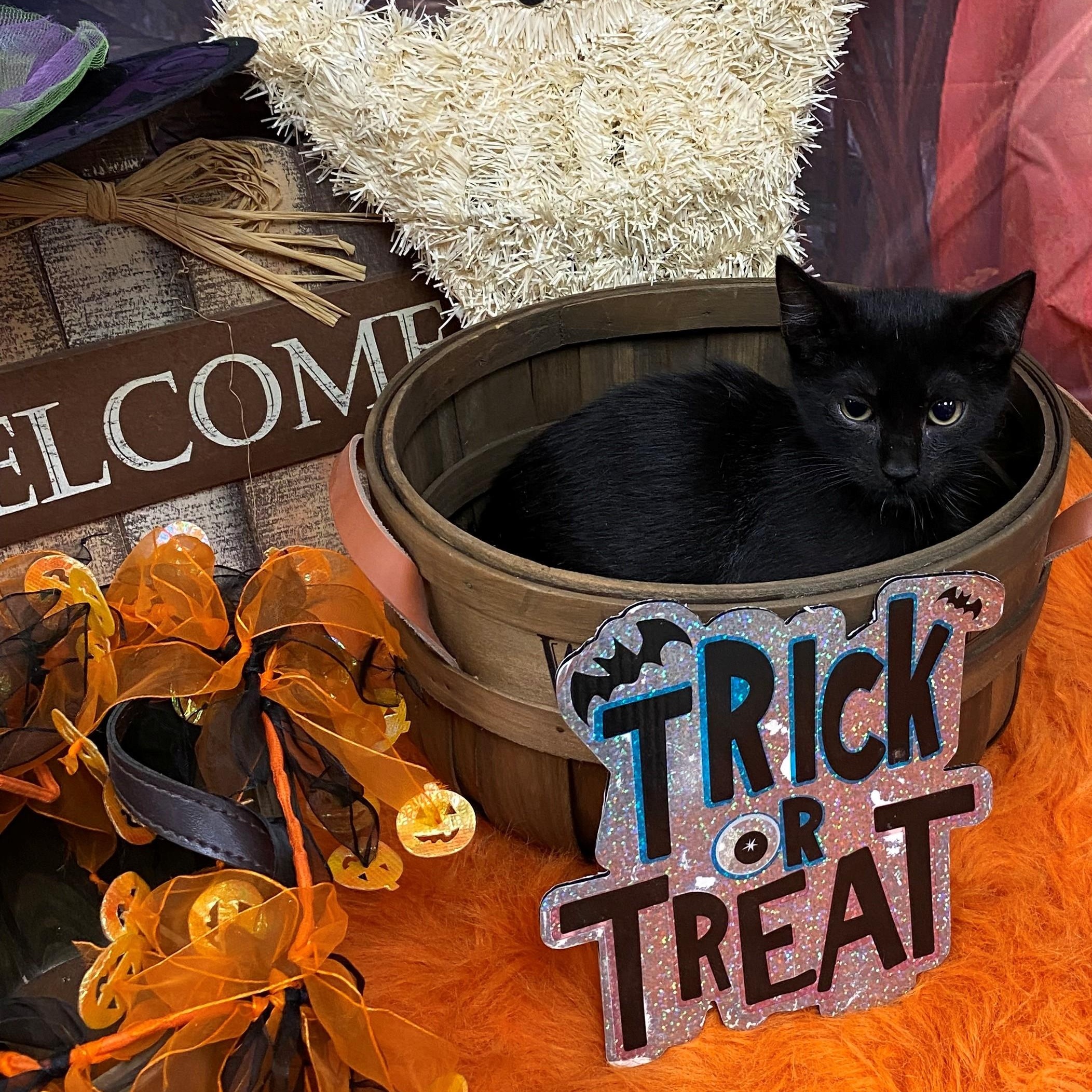 Enlarge Maven 59223744, an adoptable Domestic Short Hair in Harvey , LA image 1/1