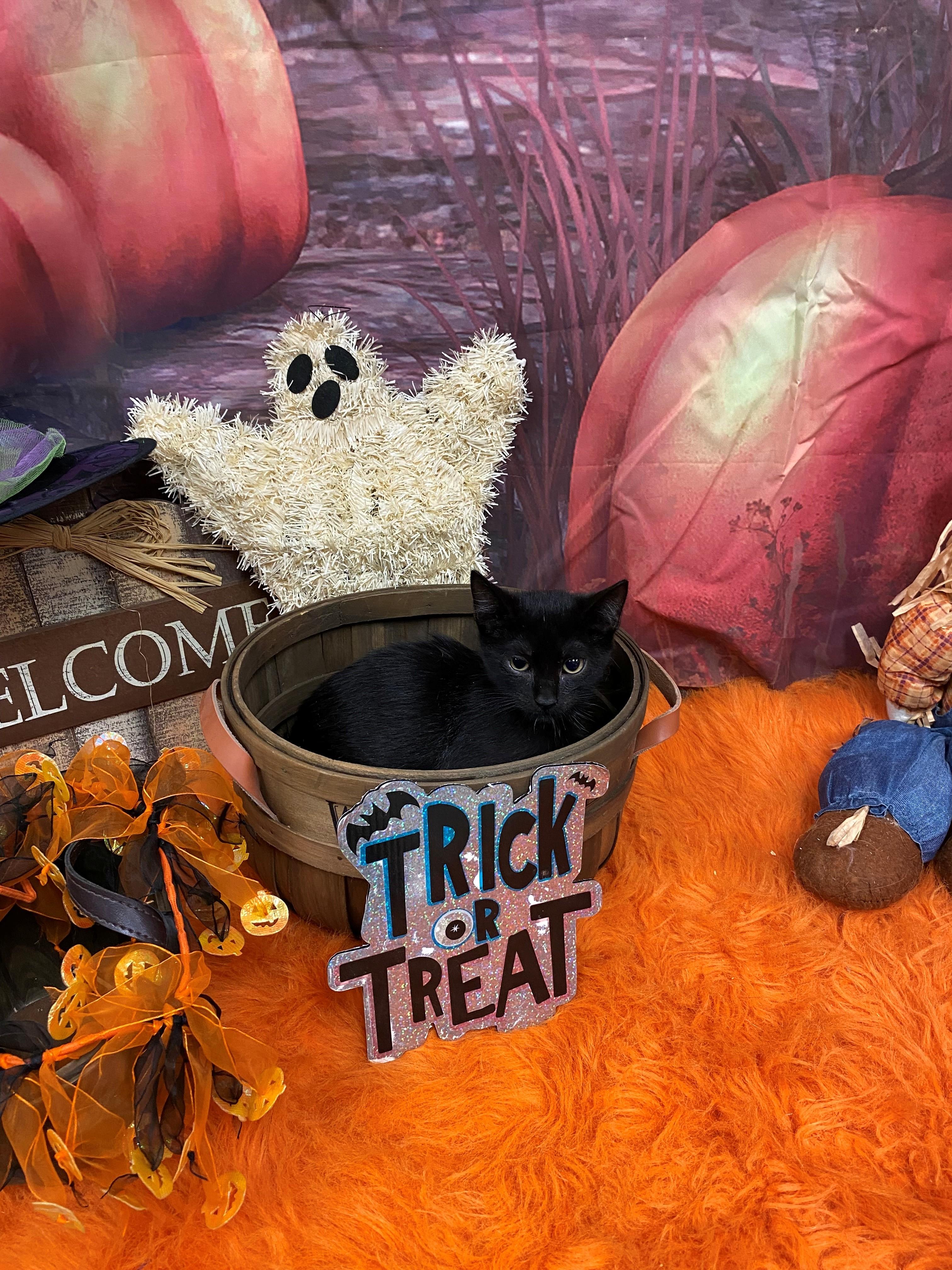 Enlarge Maven 59223744, a Adoptable Domestic Short Hair in Harvey , LA image 1/1