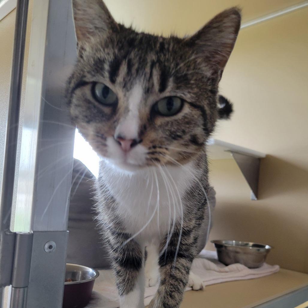 Enlarge Flower, a Adoptable Domestic Short Hair in Leander, TX image 1/6