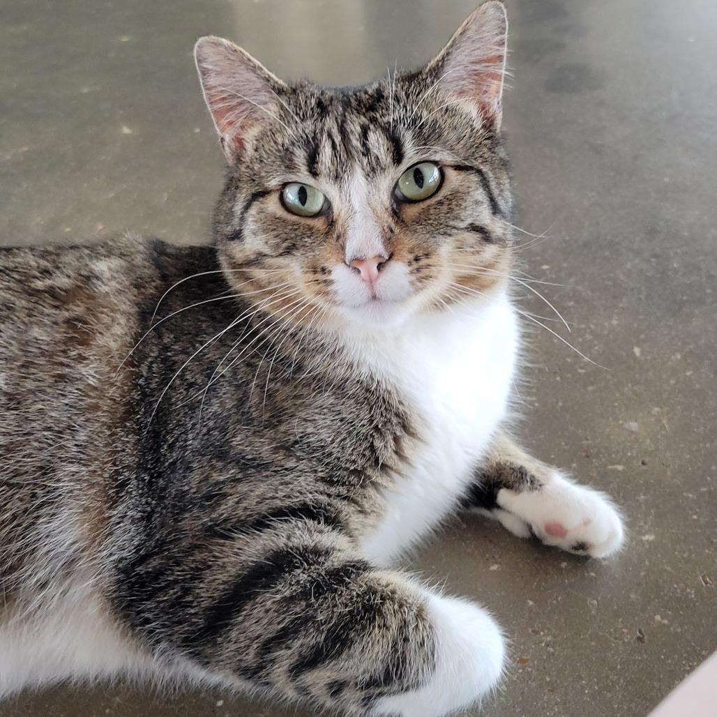 Enlarge Flower, a Adoptable Domestic Short Hair in Leander, TX image 2/6