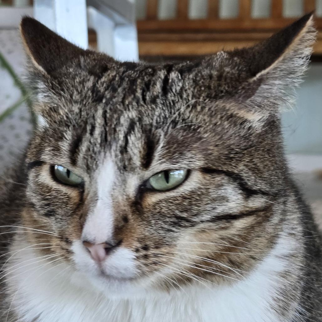 Enlarge Flower, a Adoptable Domestic Short Hair in Leander, TX image 3/6