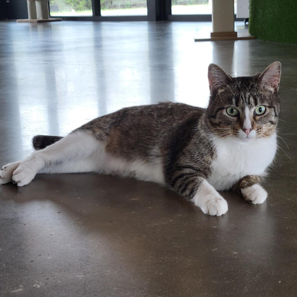 Enlarge Flower, a Adoptable Domestic Short Hair in Leander, TX image 4/6