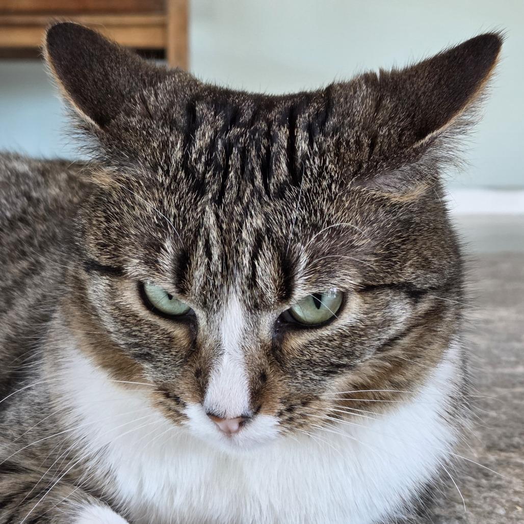 Enlarge Flower, a Adoptable Domestic Short Hair in Leander, TX image 5/6