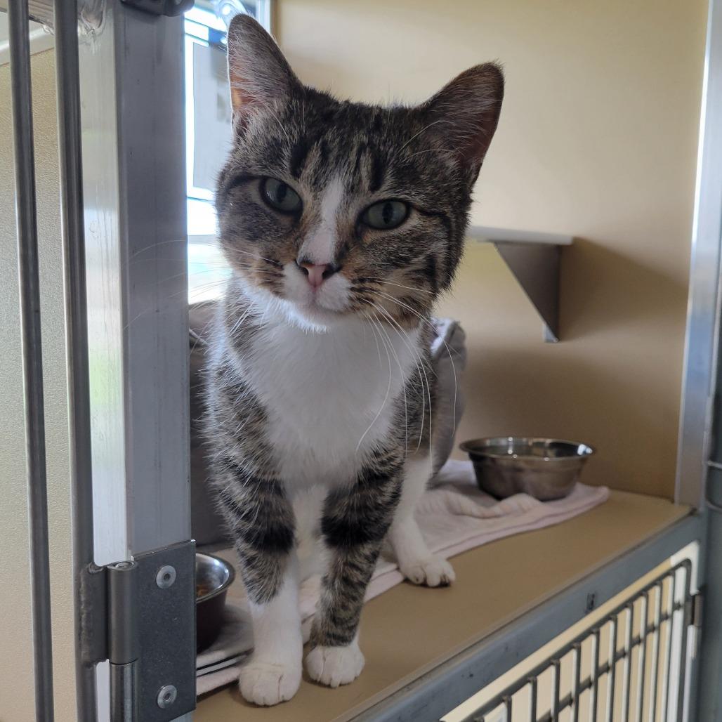 Enlarge Flower, a Adoptable Domestic Short Hair in Leander, TX image 6/6