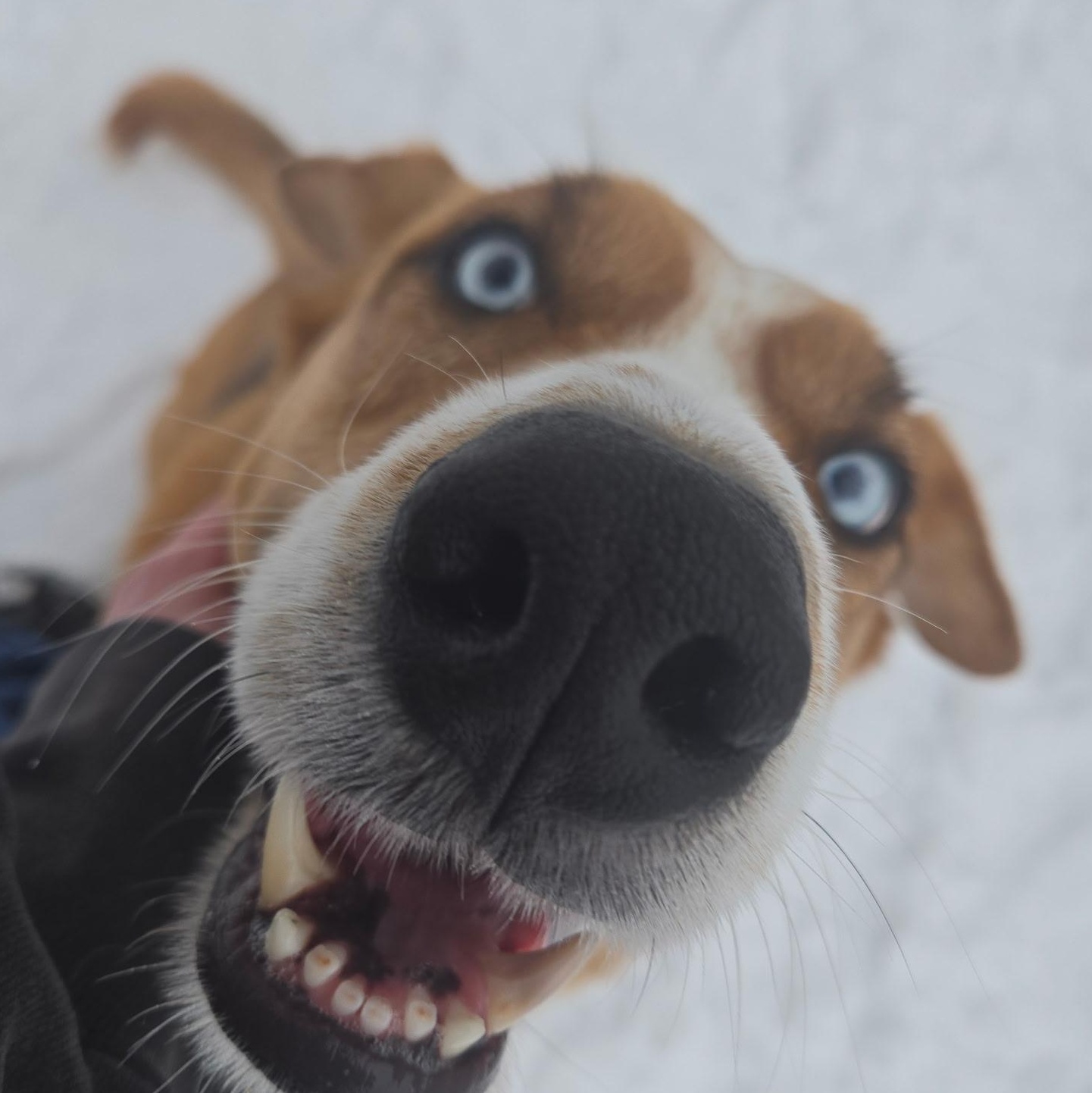 Enlarge Sinatra, an adopted mixed breed in Madison Heights, MI image 5/5