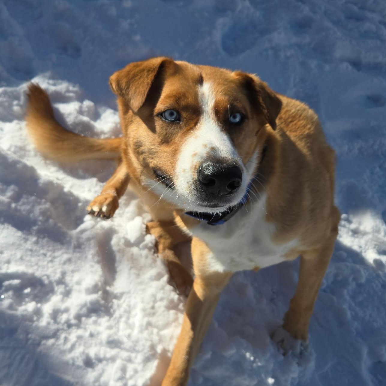 Enlarge Sinatra, an adopted mixed breed in Madison Heights, MI image 2/5