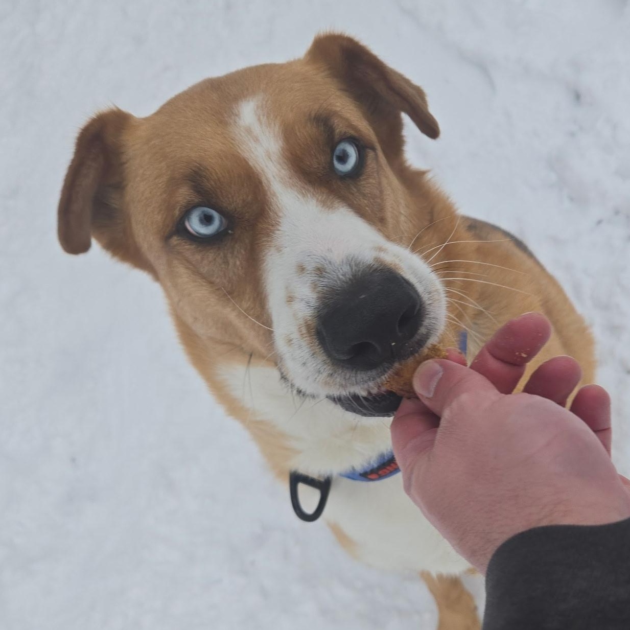 Enlarge Sinatra, an adopted mixed breed in Madison Heights, MI image 3/5