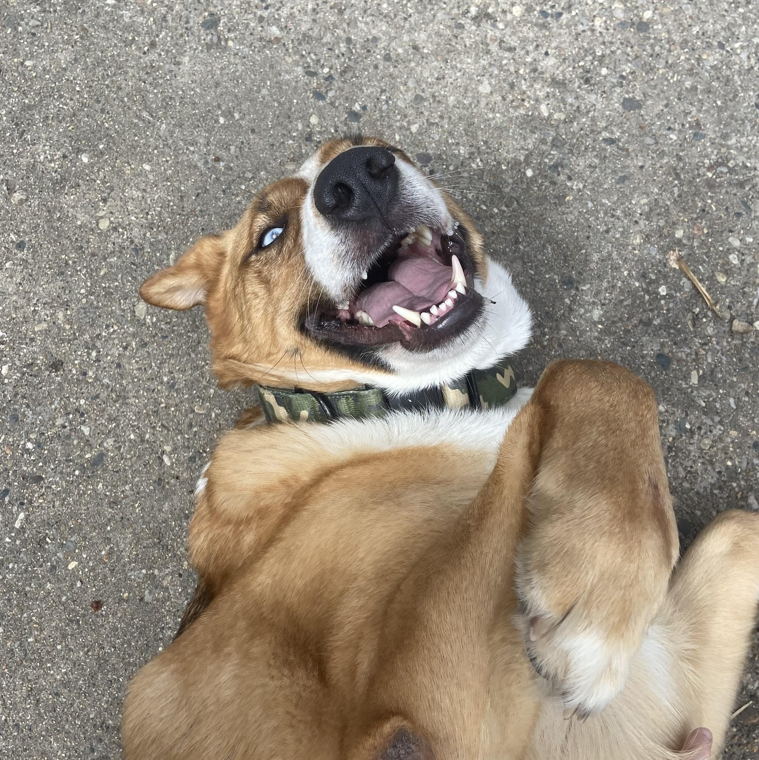 Enlarge Sinatra, an adopted mixed breed in Madison Heights, MI image 4/5