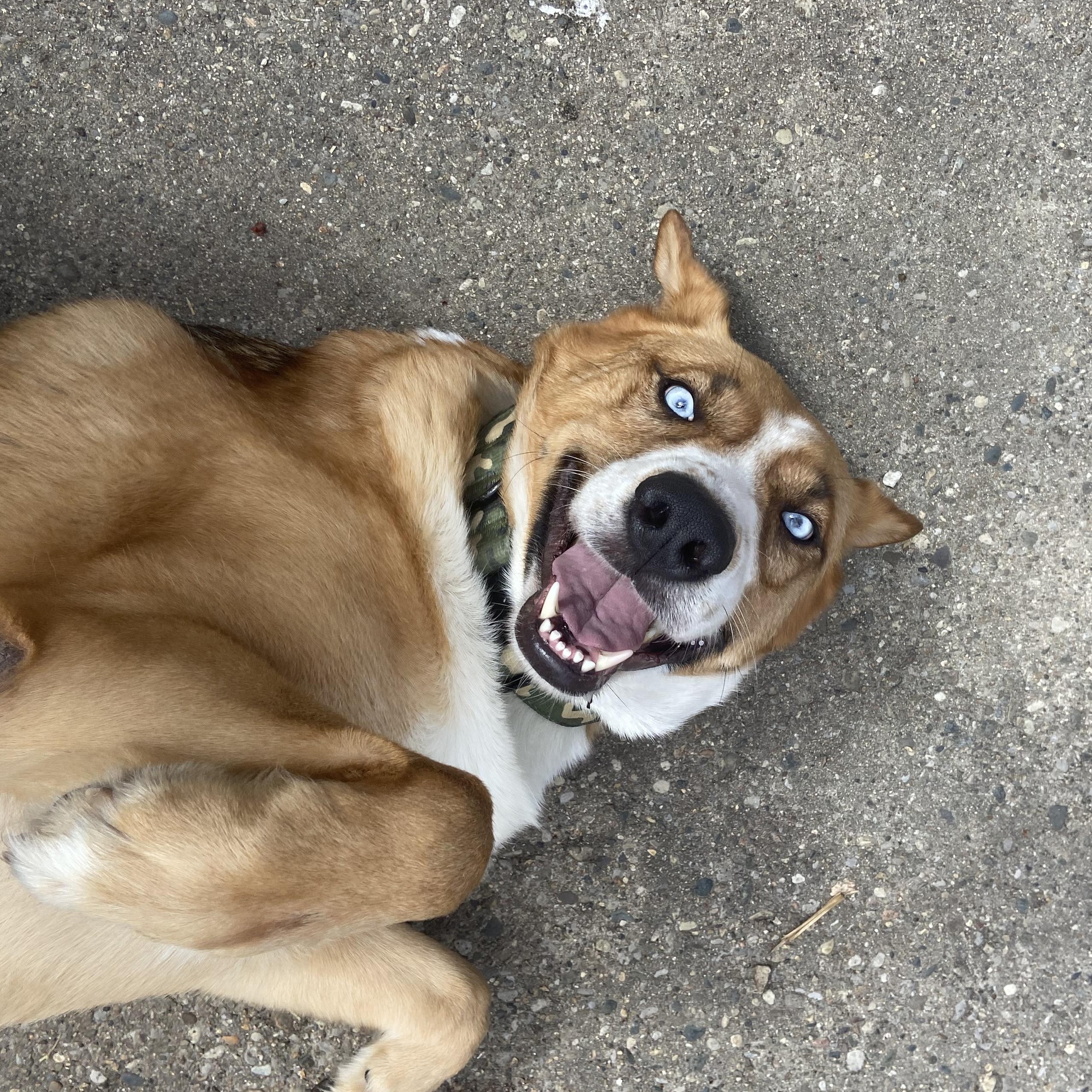 Sinatra, adopted, Adult Male Shepherd & Husky.