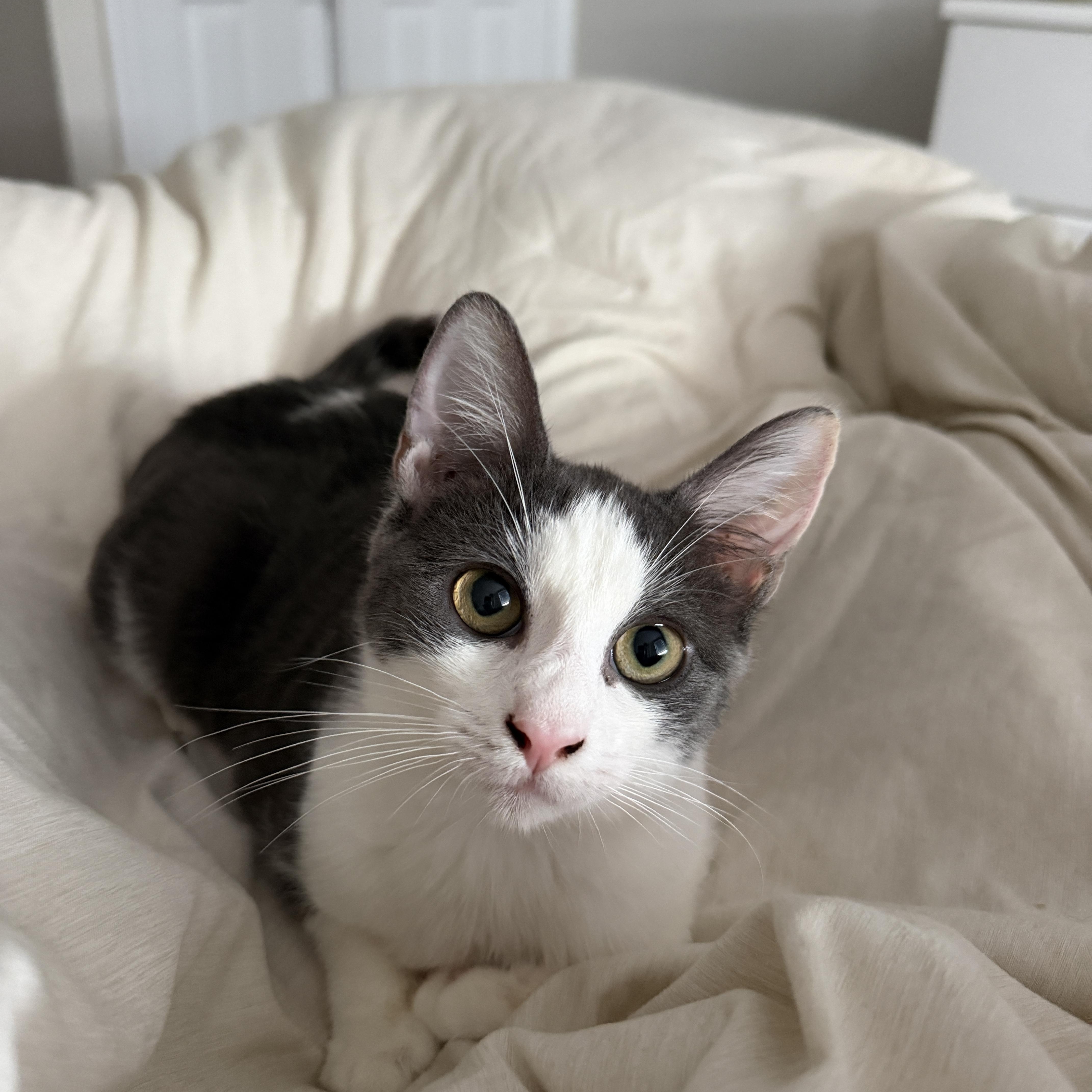 BUNNY, ADOPTABLE, Kitten Female Domestic Short Hair.